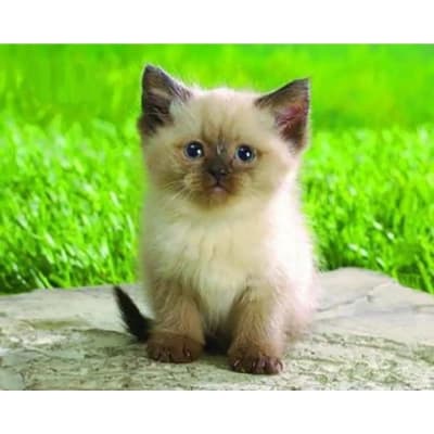 Килимок для мишки Pod Mishkou Сіамський котик